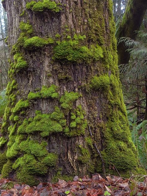 Moss does not have roots and does not require soil to grow. Instead, it often grows on or adheres to other surfaces, such as tree bark. It is sometimes necessary to prevent growth on plants, and this article will help. Lichen On Trees, Mosses Plant, Drawing Moss, Moss Painting, Moss Texture, Natural Vegetation, Moss Forest, Moss Tree, John Bennett