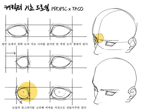 Twitter Taco Anatomy, How To Draw Anime, 얼굴 드로잉, Anatomy Tutorial, 얼굴 그리기, Manga Drawing Tutorials, Human Anatomy Art, Anatomy Sketches, Draw Anime