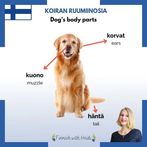 #finnishwithheidi #finnishonline #onlinelearning #learnfinnish #speakfinnish #finnishvocabulary #finnishwords #finnishvacation #movetofinland #finnish #finnishforforeigners #koira #doglover #finnishlanguage #dog'sbodypartsinfinnish #finnland #finnishculture #finnois #languefinnoise #edutok #finnischlernen #opisuomea #dogvocabularyinfinnish #cursodelínguafinlandesa #suomenkieli #suomi #finlandes #fines #linguafinlandesa #learnfinnishonline Learn Finnish, Finnish Language, Finnish Words, Happy Students, Travel Around Europe, Online Lessons, English Literature, English Study, Love Languages