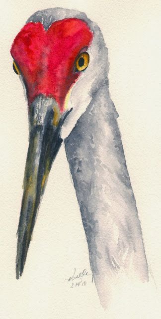 Watercolor Sandhill Crane, Sand Hill Cranes Painting, Sandhill Crane Drawing, Sandhill Crane Painting, Sandhill Cranes Art, Crane Bird Drawing, Crane Painting, Crane Drawing, Crane Art