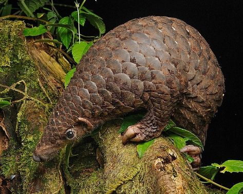 Sunda Pangolin (Manis javanica) / Pangolin javanais / Image by cclborneo (Chien Lee) from inaturalist.org Sunda Pangolin, Kingdom Animalia, Food Web, Animal Species, Animals