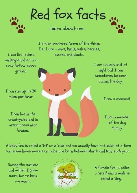 Fox Facts For Kids, Fox Habitat, Nature Curriculum, Fox Facts, Boys Crafts, Forest Animals Theme, Habitats Projects, Fox Crafts, Fox Spirit