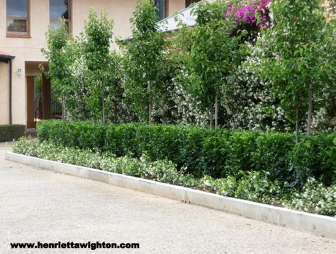 Photo Gallery | Henrietta Wighton - Garden Design... Star Jasmine as a ground cover, Murraya hedge and upright ornamental Pear trees. Layered Planting, Driveway Landscaping Ideas, Ornamental Pear Tree, Hedges Landscaping, Planters Ideas, Fence Planters, Garden Hedges, Screen Plants, Privacy Landscaping