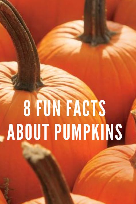 8 Fun Facts About Pumpkins Pumpkin Facts, Farm Facts, Fall Fruit, Pumpkin Pies, Fun Pumpkins, Fall Fruits, Pumpkin Picking, A Pumpkin, Favorite Drinks