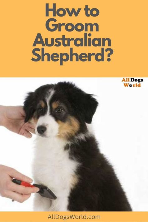 All about the Australian shepherd Grooming. How to groom an Australian shepherd Step By Step Mini Aussie Grooming Styles, Aussie Haircut Styles, Australian Shepherd Grooming Styles, Australian Shepherd Grooming, Grooming Australian Shepherd, Mini Aussie Shepherd, Mini Australian Shepard, First Aid For Dogs, Australian Shepherd Training