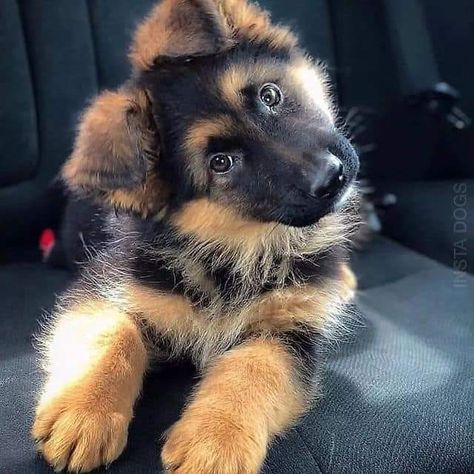 Caine Husky, Super Cute Puppies, Gsd Puppies, Baby Animals Pictures, Cute Little Puppies, Italian Greyhound, Cute Dogs And Puppies, Shepherd Puppies