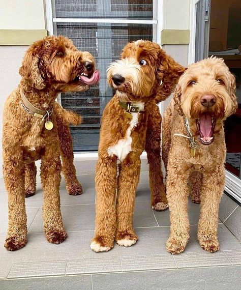 Poodle Mix Dogs, Short Dog, Dangerous Dogs, Golden Doodle, Silly Dogs, Fluffy Dogs, Funny Doodles, Labradoodle, Goldendoodle