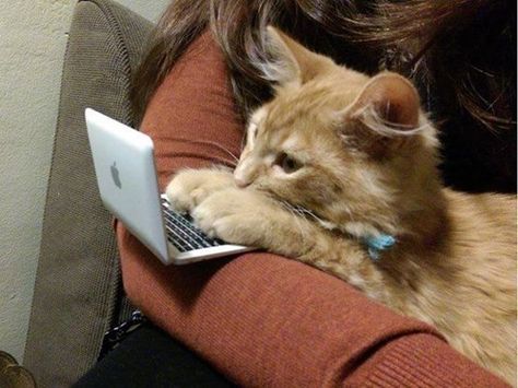 technology,kitten,cute,catlaptop Söt Katt, Funny Cat Memes, Cute Kittens, Funny Animal Pictures, Crazy Cat Lady, Crazy Cats, Cat Pics, Cat Love, Kittens Cutest