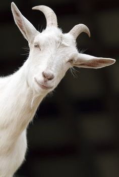 Goat Face, White Goat, Black Goat, Raising Goats, Cute Goats, A Goat, Goat Farming, Baby Goats, Tom Brady