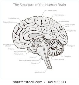 Structure Of Human Brain, Brain Anatomy Poster, Brain Sections, Human Brain Drawing, Human Brain Diagram, Human Brain Anatomy, Brain Diagram, Biology Diagrams, Brain Drawing