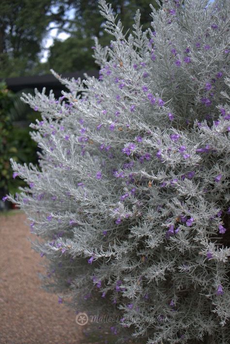 Emu Bush, Native Garden Ideas, Native Australian Garden, Australian Garden Design, Bush Garden, Australian Native Garden, Native Gardens, Australian Natives, Australian Native Flowers