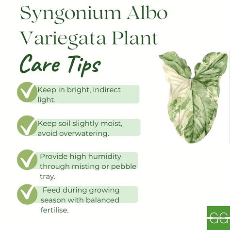 Keep your Syngonium Albo Variegata Plant happy and healthy with these easy care tips - perfect for both new and experienced plant parents! Syngonium Plant, Syngonium Albo, Happy And Healthy, Exotic Plants, Types Of Plants, Plant Life, Green Thumb, Plant Care, Cottage Garden