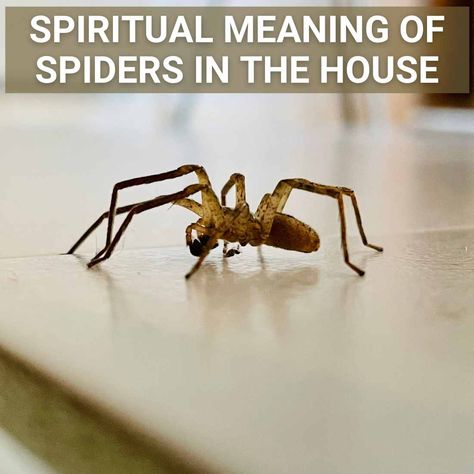 Spider Omen Meaning, Seeing Spiders Meaning, Brown Spider Spiritual Meaning, Spider Omens Witchcraft, Spiders Witchcraft, Spider Spiritual Meaning, Spider Meaning, Spider Symbolism, Black House Spider