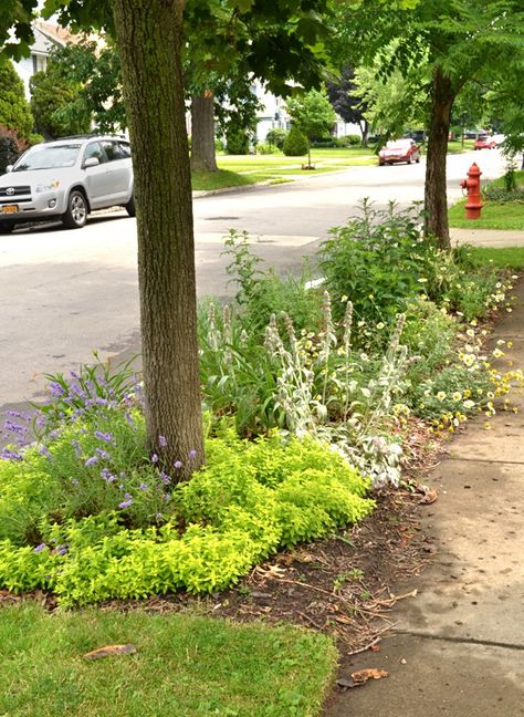 Golden Oregano, Sidewalk Landscape, Street Sidewalk, Sidewalk Landscaping, Front Yards Curb Appeal, Property Ideas, Urban Tree, Waterwise Garden, Home Grown Vegetables