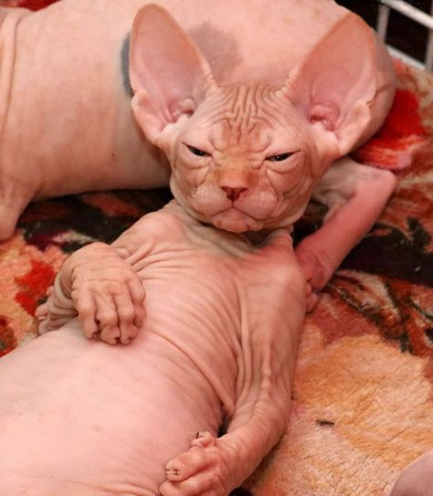 Chat Sphynx, Hypoallergenic Cats, Sphynx Cats, Cat Body, Baby Otters, Dancing Cat, Cat Model, Hairless Cat, Sphynx Cat