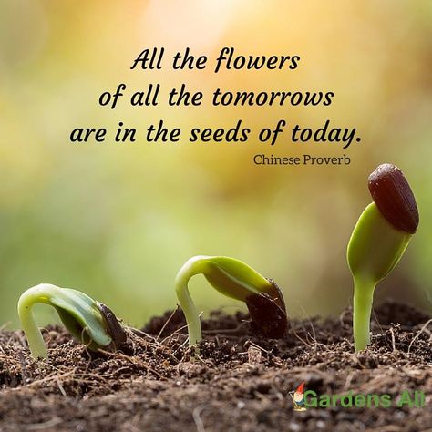 All the flowers of all the tomorrows are in the seeds of today, garden quotes, quote garden, chinese proverb, gardens all Seeds Quotes, Gardening Quotes Inspirational, Seed Quotes, Gardening Memes, Gardening Quotes, Plants Quotes, Chinese Proverbs, Video Garden, Plant Seeds