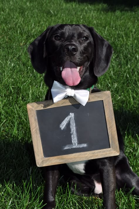 So obsessed with how this turned out. Dog table numbers! Dog Table Numbers Wedding, Dog Table Numbers, Diy Candy Bar Wedding, Wedding Games For Kids, Diy Seating, Dog Table, Diy Wedding Table, Candy Bar Wedding, Wedding Moodboard