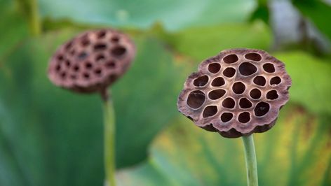 Lotus flower seed pods are missing from your DIY floral decorations, but there are so many additional uses for the pods of these pond beauties as well. Diy Floral Decorations, Lotus Flower Seeds, Lotus Pods, Pod House, Make A Lamp, Aquarium Landscape, Floral Decorations, Floral Centerpiece, Flower Display