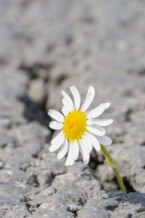 Growing from Adversity: How to Build Resilience Growth Aethstetic, Resilient Aesthetic, Resilience Images, Resilience Aesthetic, Counselling Resources, Portfolio Moodboard, Community Psychology, What Is Resilience, How To Build Resilience