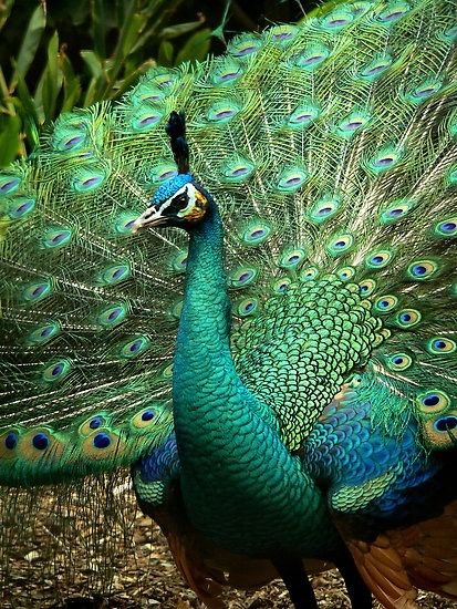 Green Peafowl Peacock And Peahen, Peacock Images, Peacock Photos, Peacock Pictures, Peacock Colors, Peacock Art, Most Beautiful Birds, Peacock Bird, The Peacock