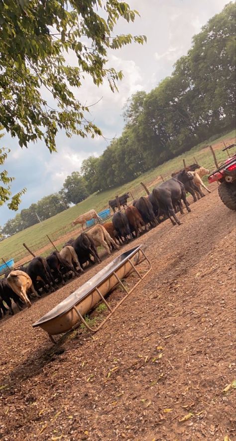 Ranching Lifestyle, Cow Ranch, Heartland Aesthetic, Cow Feeder, Feeder Cattle, Fantasy Aesthetics, Cow Pasture, Country Vibe, Cattle Farm