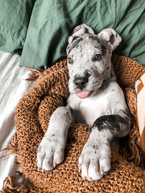 #8weekold #greatdane #puppy #merle #cute #dane #young #sleeping #bed Merle Great Dane Puppy, Great Dane Merle, Grate Dane Puppies, Merle Puppies, Baby Great Dane, Cute Great Dane, Merle Great Danes, Great Dane Puppies, Dane Puppies