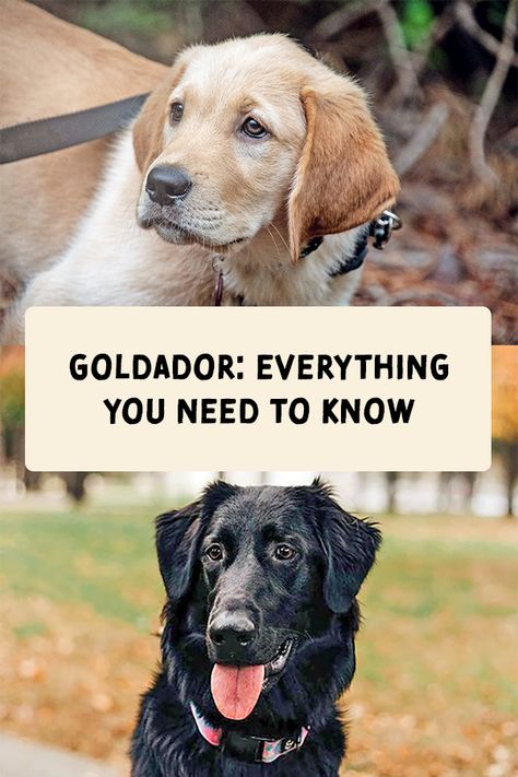 A cross between golden retrievers and Labrador retrievers, goldadors are extra-friendly dogs who make great family pets. Learn more about what makes this hybrid such a lovable pup. #breeds #petbreeds #breedroundup #catbreeds #kittenbreeds #dogbreeds #bestcatbreeds #bestdogbreeds