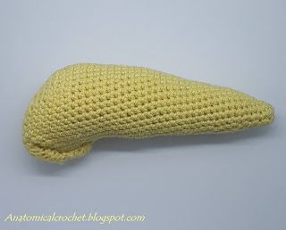 Adventures into Anatomical Crochet: Pancreas Organ Crochet Pattern, Crochet Organ Pattern Free, Crochet Pancreas, Crochet Body Organs, Anatomical Crochet, Human Organs, Human Digestive System, Human Organ, St 4