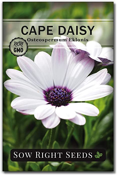 Cape Daisy, Garden Flowers Perennials, Gardening Gifts, Seed Collection, Daisy Painting, Moon Garden, Annual Flowers, Hardy Perennials, Low Maintenance Plants