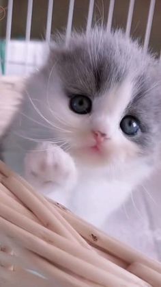 Cutest Kittens Ever, Baby Animal Videos, Most Beautiful Cat, 강아지 그림, Cute Kitten Gif, Beautiful Cat Breeds, Most Beautiful Cat Breeds