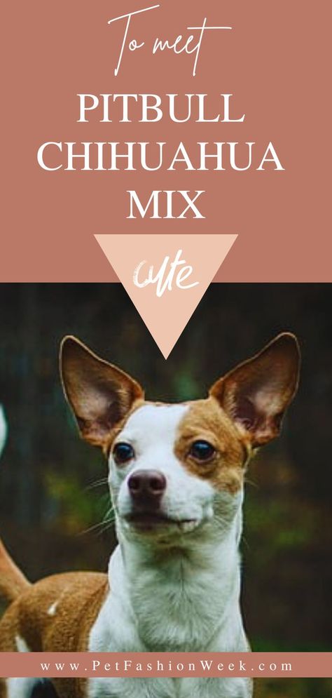 Pitbull Chihuahua Mix, Chihuahua Mix Dogs, Pitbull Mix Puppies, Chihuahua Mix Puppies, Best Small Dog Breeds, Dog Breeds That Dont Shed, Cutest Dog Breeds, Best Small Dogs, Puppies Pitbull