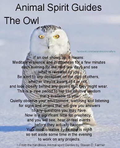 Your Animal Spirit Guide for April 7th is The Owl – Witches Of The Craft® Animal Totem Spirit Guides, Owl Totem, Animal Meanings, Spirit Animal Totem, Animal Spirit Guide, Witch Quotes, Animal Spirit Guides, Animal Medicine, Witch Spirituality