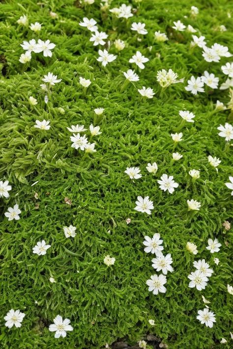 10 Tactics To Grow Irish Moss From Seed Irish Moss, Light Images, Green Carpet, Room With Plants, Seed Starting, Rustic Gardens, Mulch, Less Is More, Lush Green