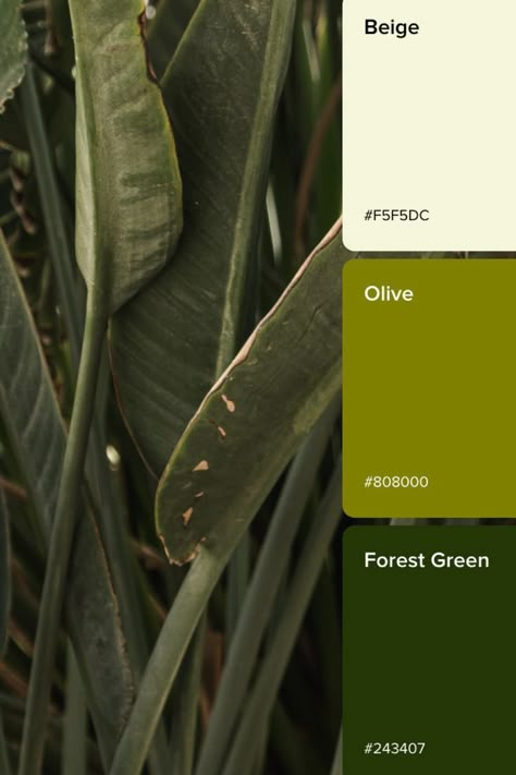 Visit https://create.vista.com/colors/ to discover more color stories Sage Green Color Scheme, Green Color Scheme, Color Theory Art, Hex Color, Beige Color Palette, Hex Color Palette, Sage Green Color, Green Color Schemes, Green Palette