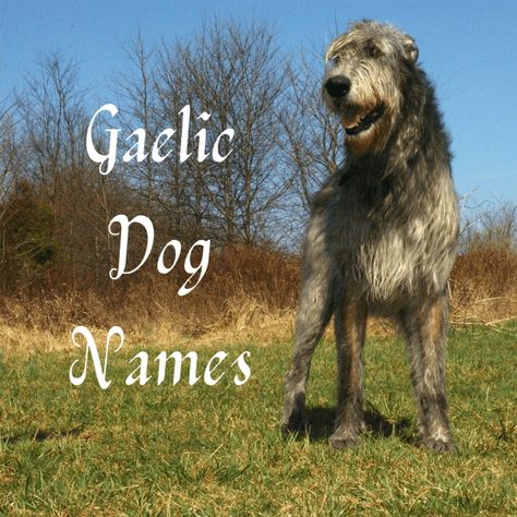 50+ Great Gaelic Dog Names for an Irish Wolfhound | PetHelpful Irish Wolfhound Facts, Irish Dog Names, Irish Terrier Puppies, Tough Dog Names, Irish Dog Breeds, Wolfhound Puppies, Irish Wolfhound Puppies, Boy Dog Names, Irish Wolfhound Dogs