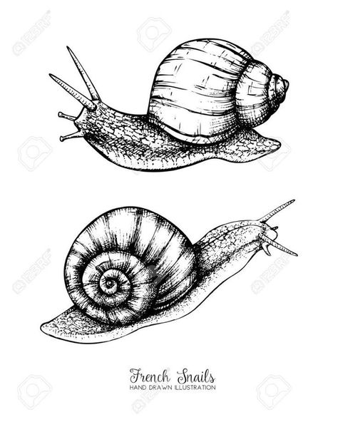 Snail Tattoo, Snail Art, Card Design Template, Insect Tattoo, Nature Sketch, Bug Art, Desenho Tattoo, Insect Art, Illustration Vintage