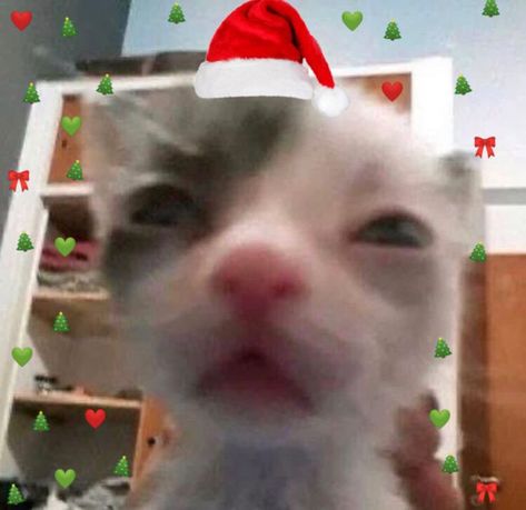 Funny Christmas Pfp, Christmas Profile Pictures, Names Girl, Santa Cat, Christmas Memes, Silly Cats Pictures, Cat Icon, Christmas Icons, Silly Animals