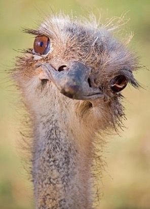 Funny Birds, Amazing Animals, Pretty Birds, Animal Faces, Beautiful Animals, Emu, Sweet Animals, Animal Photo, Funny Animal