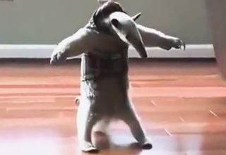 Dramatic Anteater Anteater Funny, Funny Video Clips, Like Animals, Try Not To Laugh, Thug Life, Nature Animals, Videos Funny, Fun Diys, Funny Gif