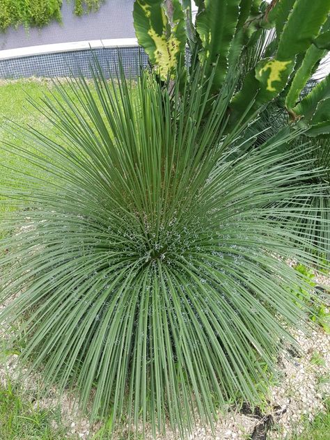 Agave geminiflora -Agave palito.                                                    Foto ___ Iara Rocha Agave Geminiflora, Desert Landscape Front Yard, Concrete Patio Designs, Privacy Plants, Dry Garden, Modern Garden Design, Succulent Gardening, Rock Garden Landscaping, Agaves