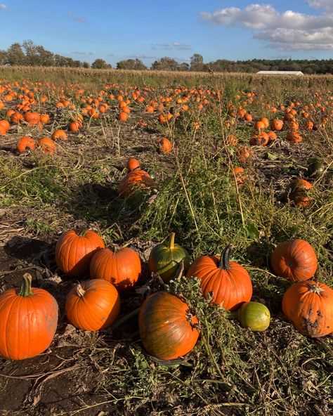 Pumpkin Picking Aesthetic, Pumpkin Patch Aesthetic, Patch Aesthetic, Pumpkin Patch Farm, Fall Szn, Cozy Halloween, Pumpkin Picking, Cozy Season, Seasons Of The Year