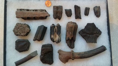 Florida Fossils, Glass Shark, Peace River, Beach Shells, Fossil Hunting, Rocks And Fossils, Gainesville Florida, Beach Finds, Hunting Trip