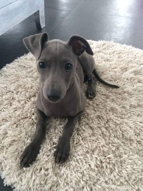 Italian Greyhound Puppies, Stile Kylie Jenner, Greyhound Puppy, Whippet Puppies, Italian Greyhound Dog, Puppies And Kitties, Grey Hound Dog, Dog Rules, Italian Greyhound