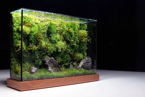 Moss Wall Live | TerraLiving Gallery Wall Plants Indoor, Rock Wall Gardens, Wall Terrarium, Wall Aquarium, Fish Tank Terrarium, Aquascape Design, Indoor Water Garden, Beautiful Terrariums, Aquarium Landscape