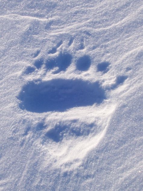 Polar Bear track in snow. Savoonga, AK #RogersWinterWhites White Bear Aesthetic, Polar Bear Aesthetic, Polar Bear Paw Print, Bear In Snow, Big Bear Aesthetic Snow, Polar Bear Scary, Polar Bear Paw, Polar Bear Close Up, Bear Tracks