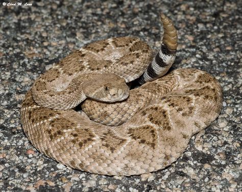 Western Diamondback (Crotalus atrox)--subtle light stripe from back corner of eye diagonal to bottom of jaw. Black and white tail rings usually more even in width, which may help  differentiate it from the Mojave Green Rattlesnake. Western Diamondback Rattlesnake, Texas Rattlesnake, Rattlesnake Bites, Black And White Rings, Feathered Serpent, North American Animals, Snake Skin Pattern, Snake Venom, List Of Animals