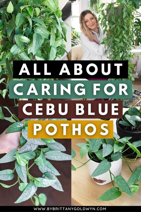 Cebu Blue Pothos is easy to care for. Learn all about this stunning silver-blue type of pothos, including the light it needs, how to get it to fenestrate, how to propagate it, and more! Pathos Plant, Cebu Blue Pothos, Blue Pothos, Pothos Care, Cebu Blue, Houseplant Care, Blue Plants, House Plant Care, Easy Plants