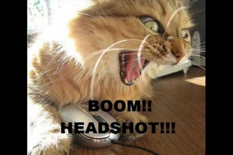 Boom headshot! Service Cat, Evil Cat, Funny Cat Photos, Angry Cat, Cat Mouse, Funny Cat Pictures, Work Humor, Orange Cat, Work Ideas