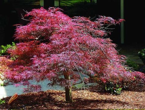 Japanese maple trees or Acer palmatum are small, unique trees that are great for growing in the ground or in pots. Check out our latest blog post and learn "The Top 10 Varieties"  These mesmerizing trees are treasured by many cultures and add major visual appeal to any landscape. Japanese maples are the perfect trees for small, peaceful landscape sanctuaries like rock, zen, or cottage gardens.  #JapaneseMaples #BestMapleTrees #Plantingtree Red Dragon Japanese Maple, Japanese Maple Tree Varieties, Maple Tree Varieties, Japanese Maple Varieties, Dragon Japanese, Dogwood Blooms, Japanese Beetles, Japanese Maples, Polar Vortex