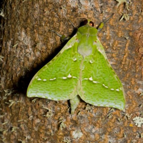 Aenetus virescens [PURIRI MOTH ♂] Whareroa, New Zealand 21-10-2017 (4) Puriri Moth, Wildlife Travel, Cool Bugs, Character Inspo, The Ghost, Autumn Trees, A Name, Drawing Reference, Moth